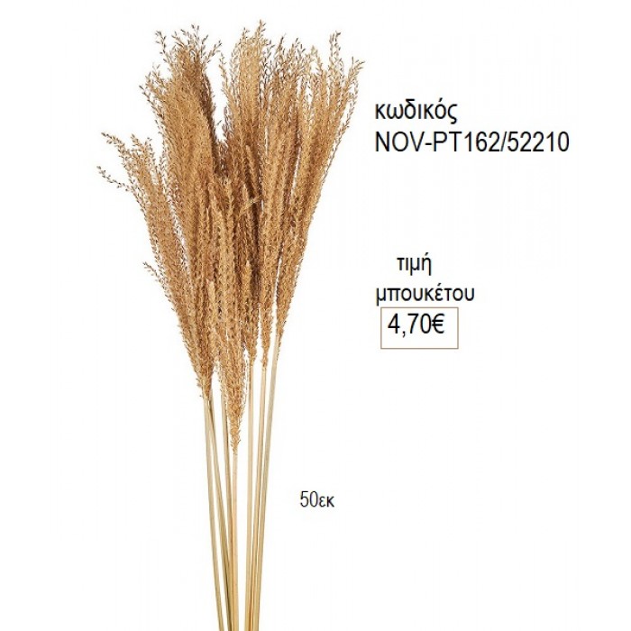 ΑΠΟΞΗΡΑΜΕΝΟ ΜΠΟΥΚΕΤΟ HORSETAIL WHISK GRASS για διακόσμηση NOV-ΡΤ162/52210 4.70€!!!